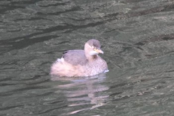 Common Kingfisher 平塚市金目川河内川付近 Sat, 12/3/2022