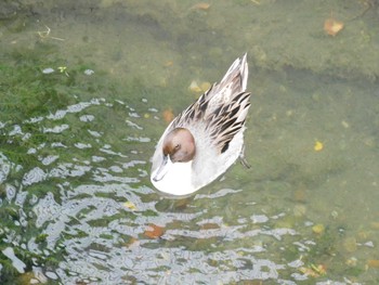 2022年12月3日(土) 平和の森公園、妙正寺川の野鳥観察記録