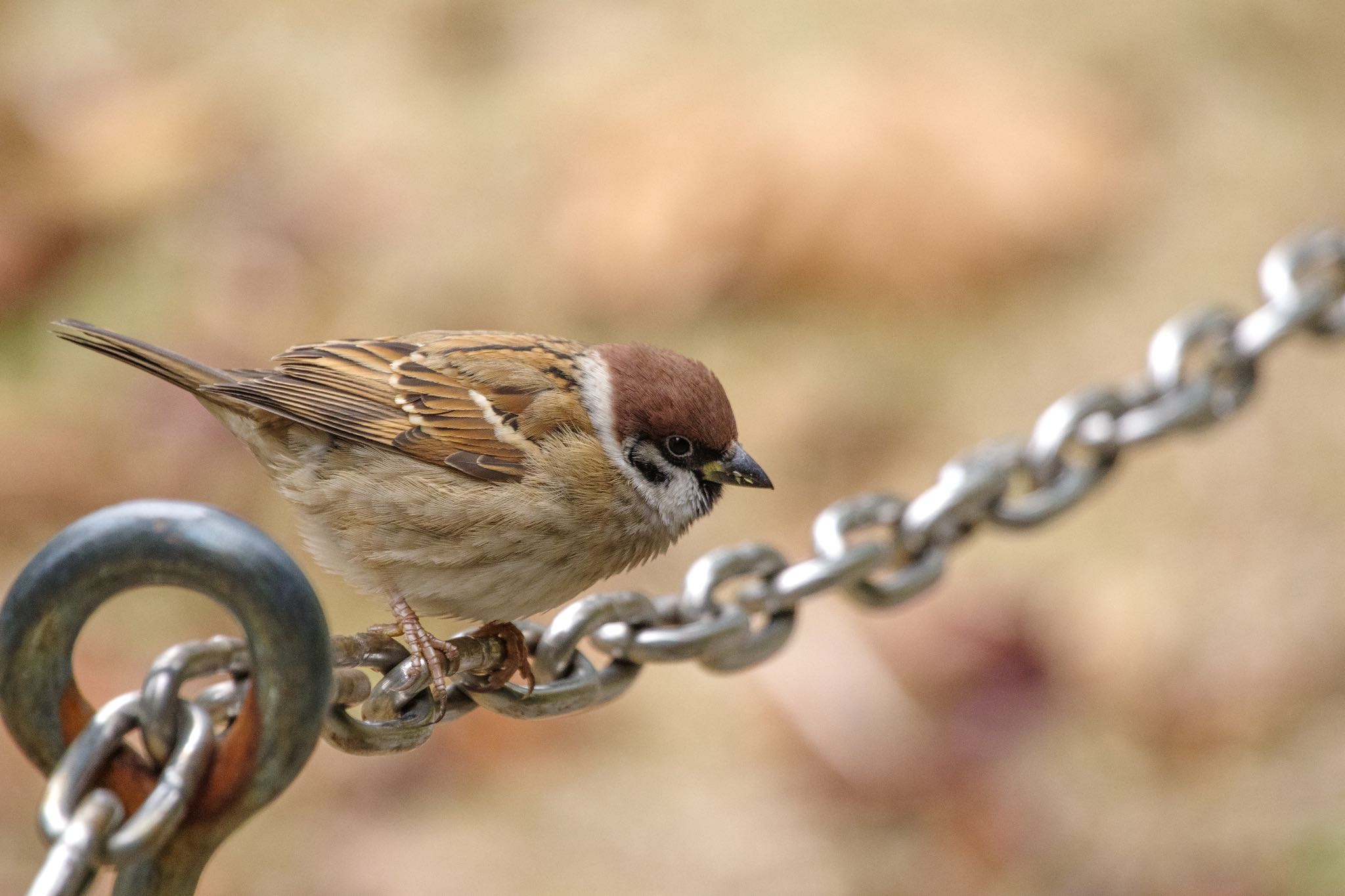 かがやく瞳。 by Marco Birds