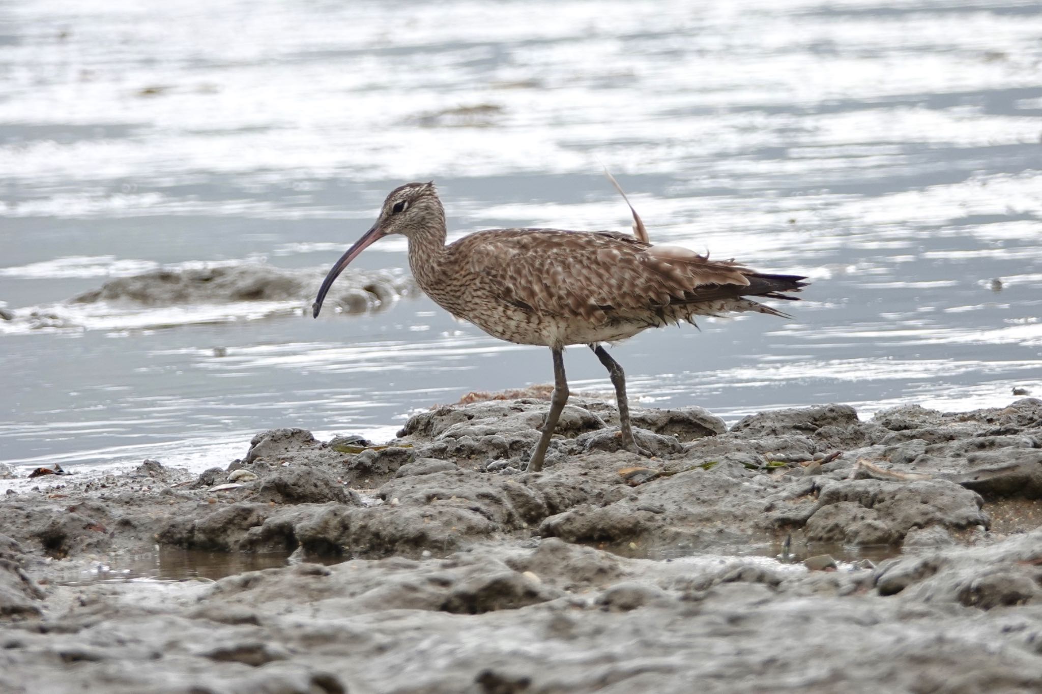 Eurasian Whimbrel