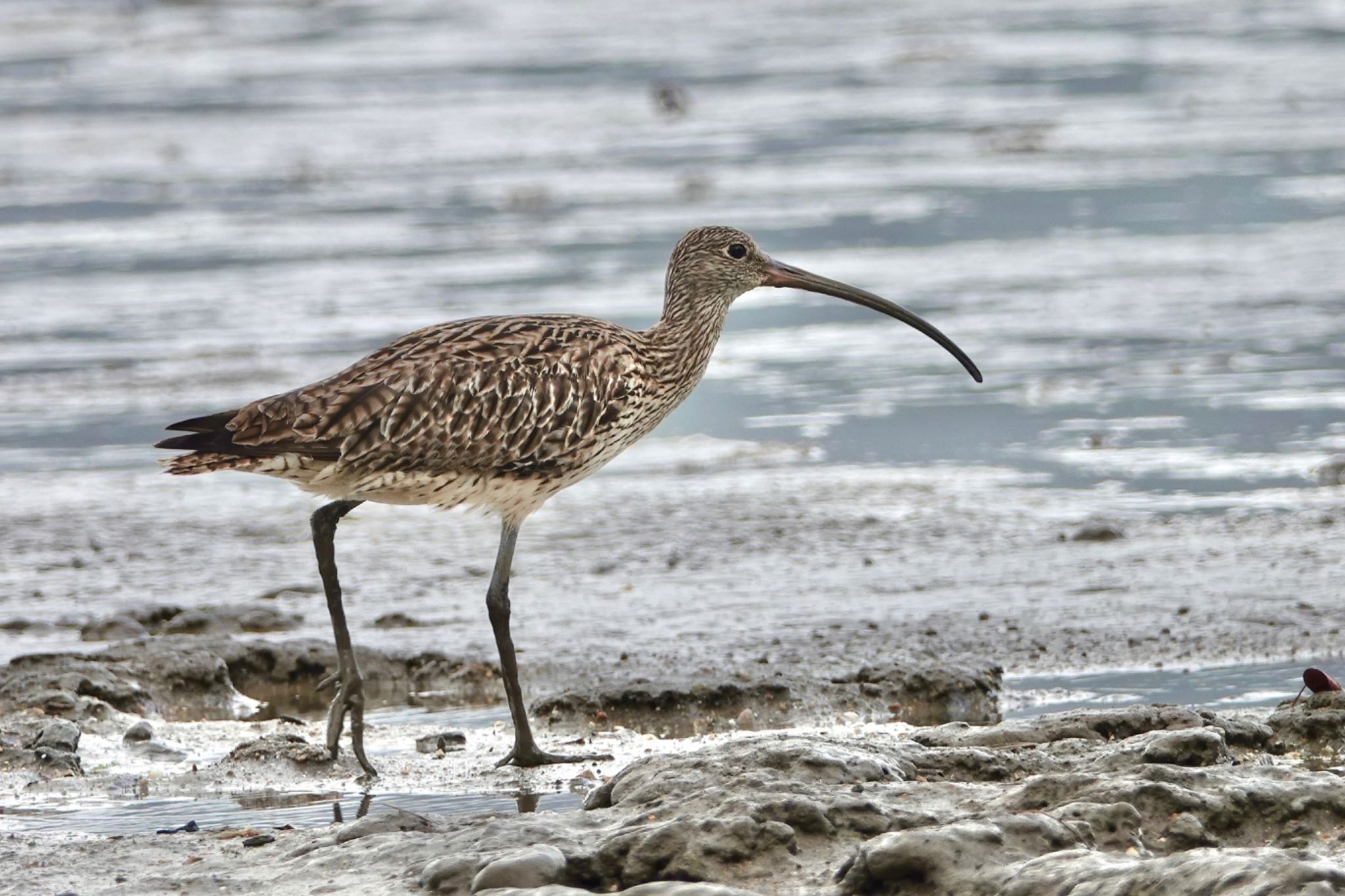 Far Eastern Curlew