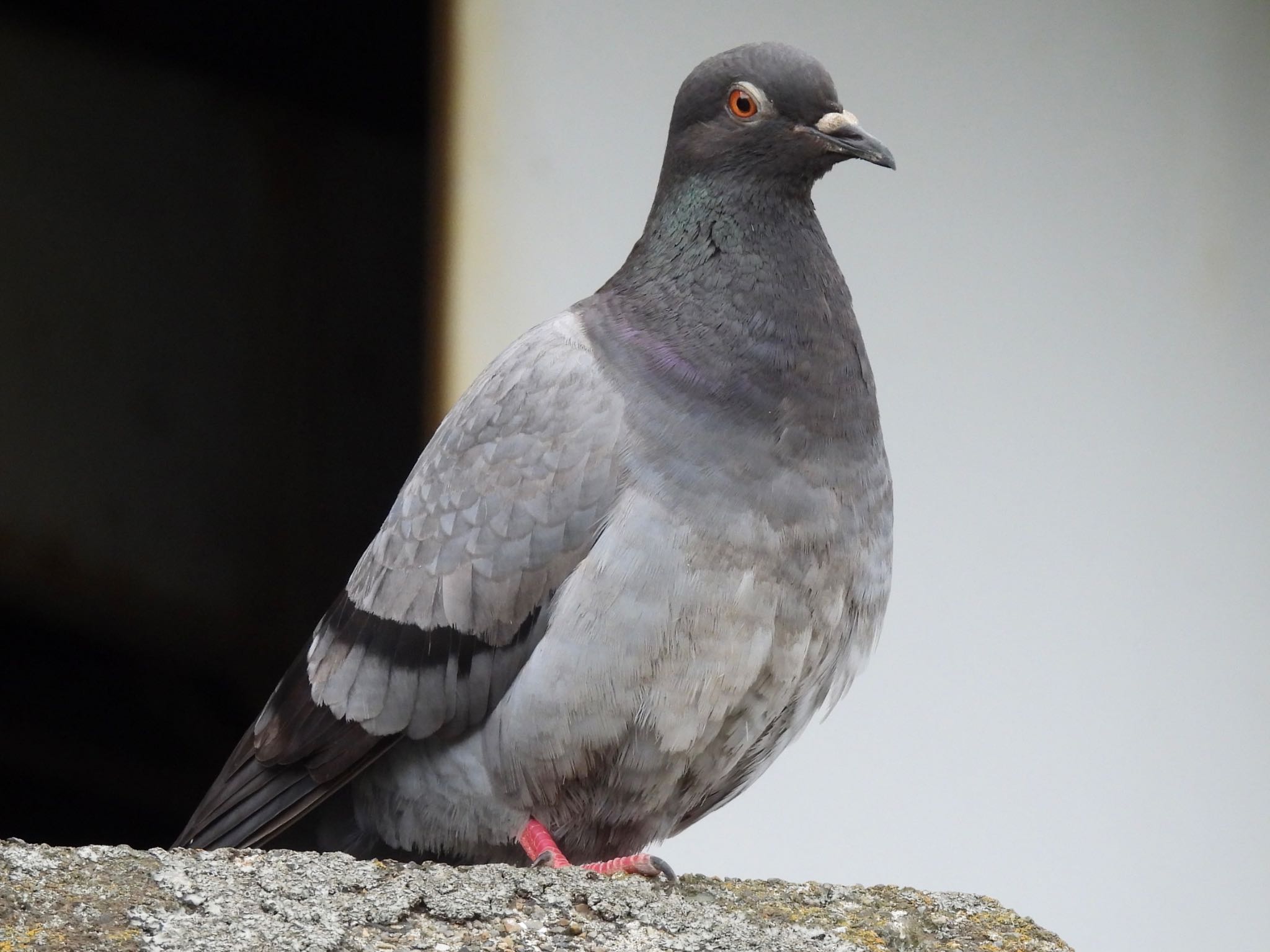 埼玉県さいたま市 カワラバトの写真 by ツピ太郎