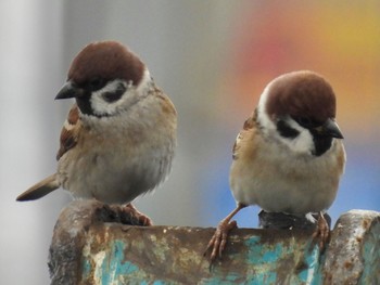 2022年12月3日(土) 埼玉県さいたま市の野鳥観察記録