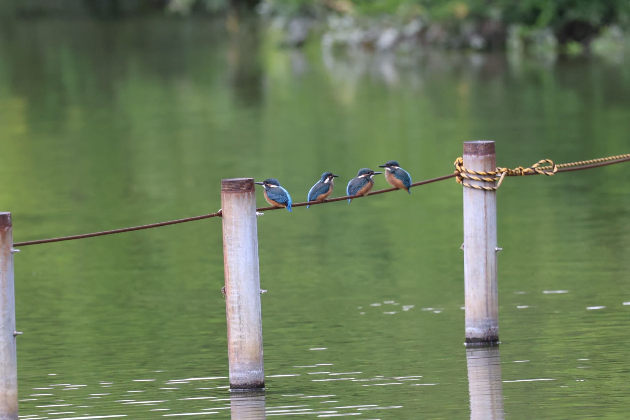 善福寺公園 カワセミの写真 by Osprey