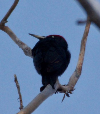 Black Woodpecker Makomanai Park Fri, 12/2/2022