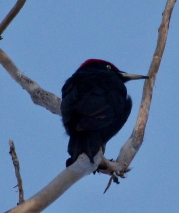 Black Woodpecker Makomanai Park Fri, 12/2/2022