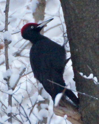 Black Woodpecker Makomanai Park Fri, 12/2/2022