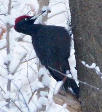 Black Woodpecker Makomanai Park Fri, 12/2/2022