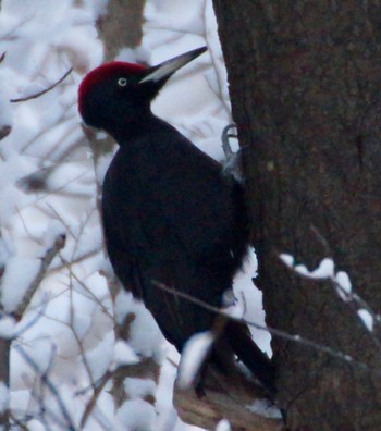 Black Woodpecker Makomanai Park Fri, 12/2/2022