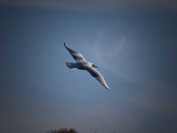 Black-headed Gull 鈴鹿青少年の森(三重県) Sat, 12/3/2022