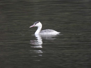 カンムリカイツブリ 袖ヶ浦公園 2022年12月3日(土)