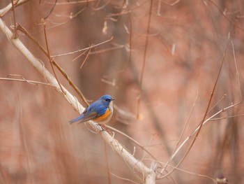 ルリビタキ 臥龍公園 2018年2月25日(日)