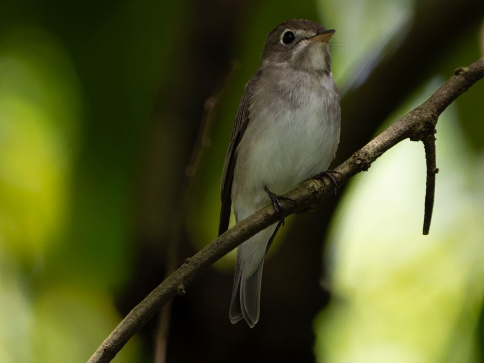 Photo of Asian Brown Flycatcher at Singapore Botanic Gardens by T K