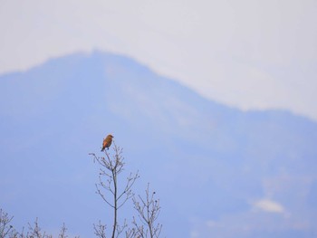 イスカ 臥龍公園 2018年2月25日(日)