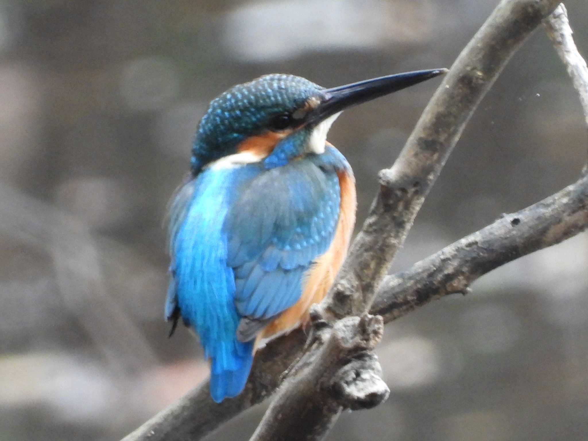 秋ヶ瀬公園(ピクニックの森) カワセミの写真