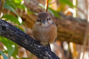 2022年12月3日(土) 千里南公園の野鳥観察記録