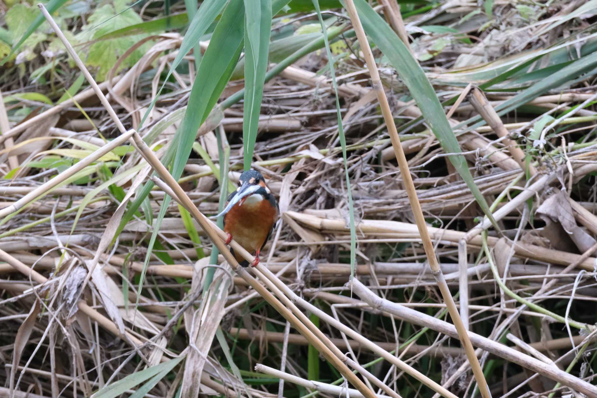 江津湖 カワセミの写真