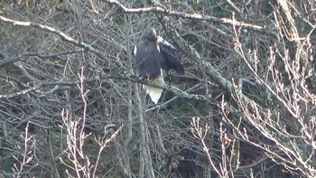 Steller's Sea Eagle 山本山(滋賀県) Sat, 12/3/2022