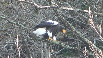 Steller's Sea Eagle 山本山(滋賀県) Sat, 12/3/2022