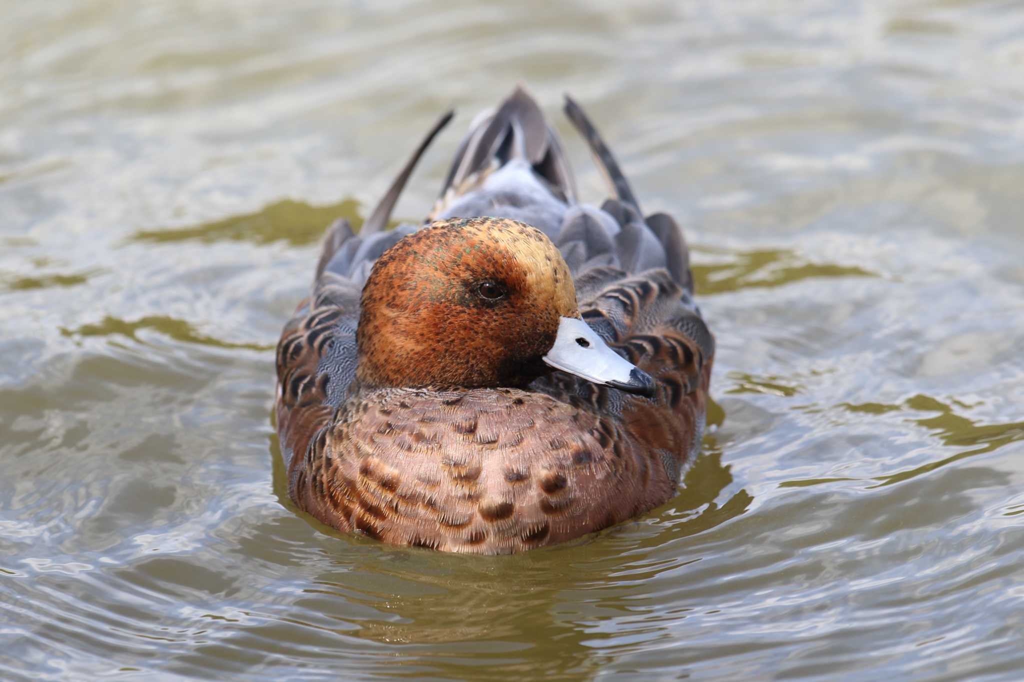 明石公園のヒドリガモ