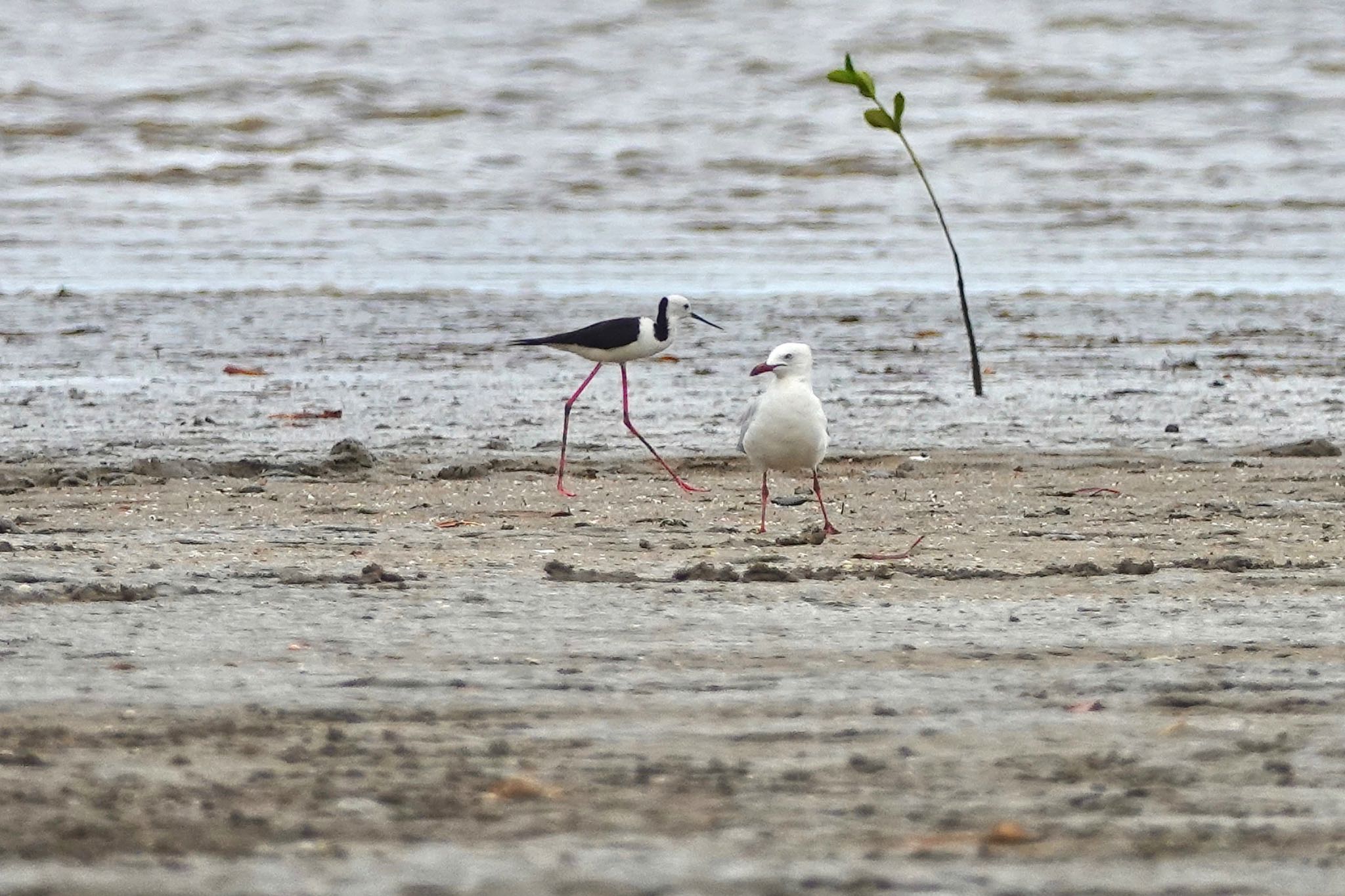 Pied Stilt