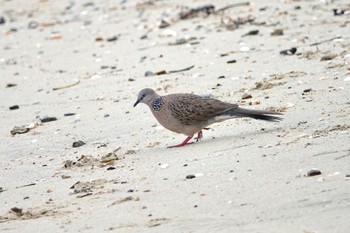 Spotted Dove ケアンズ Sat, 10/8/2022