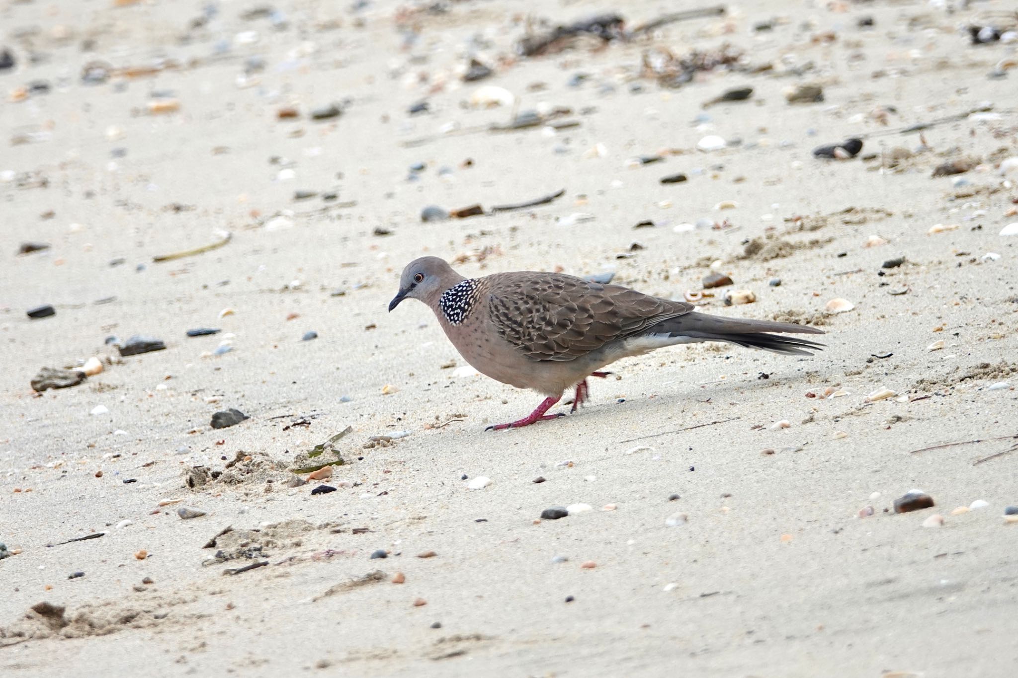 Photo of Spotted Dove at ケアンズ by のどか