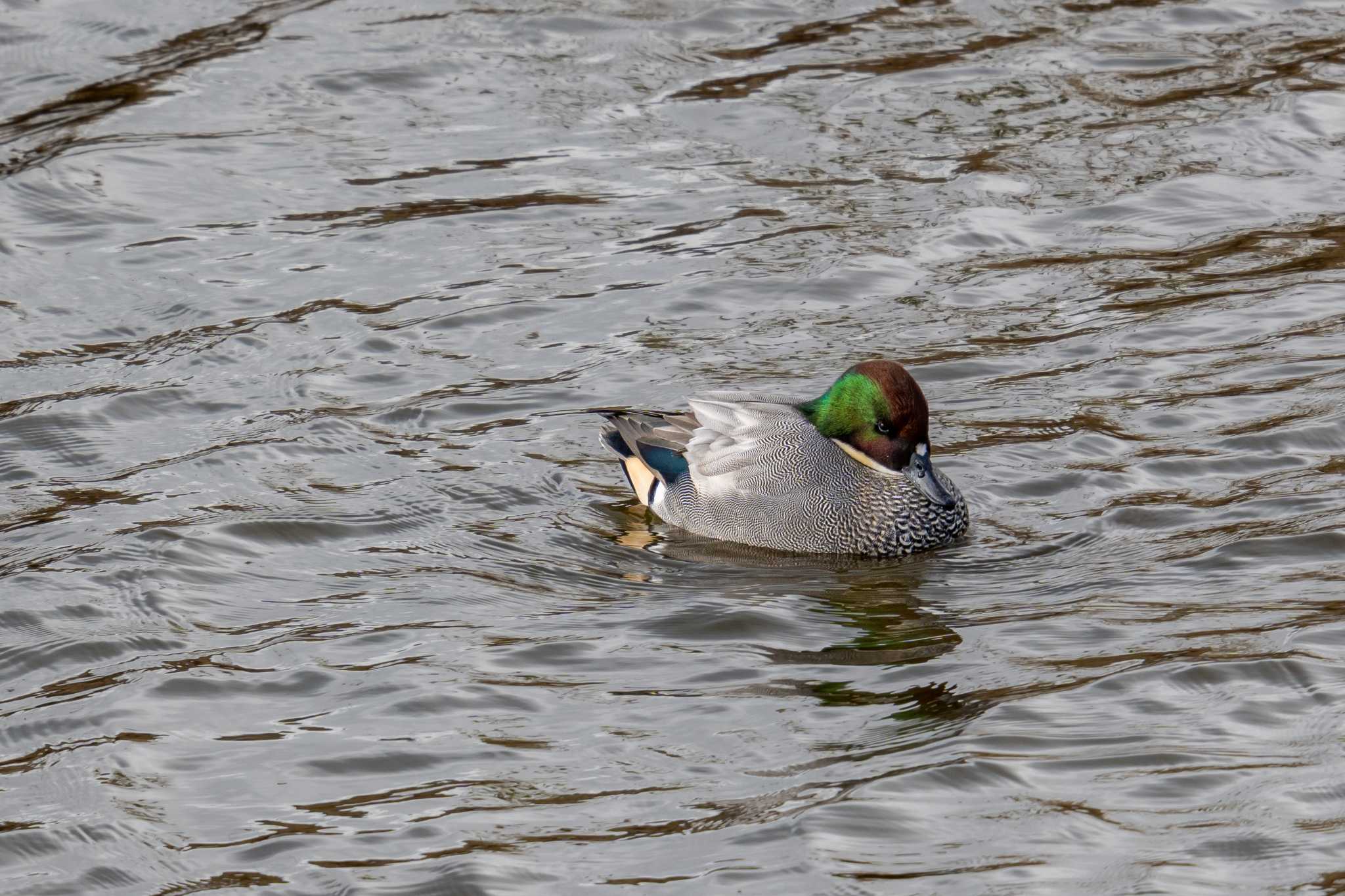 境川遊水地公園 ヨシガモの写真 by Tosh@Bird