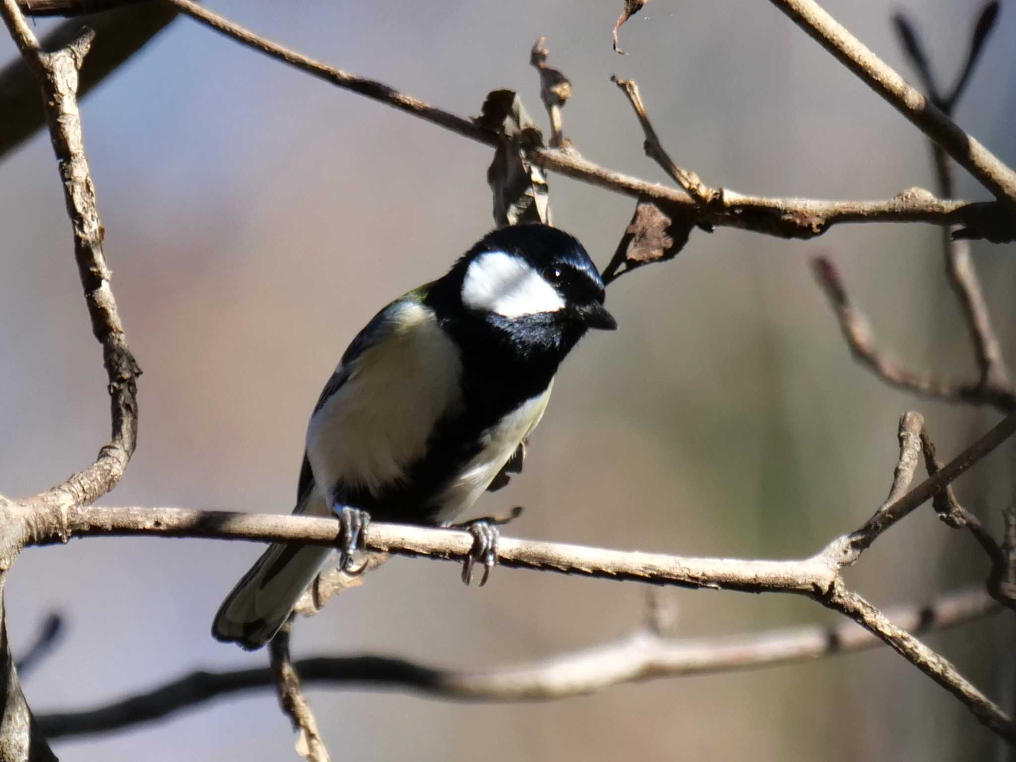 秩父 シジュウカラの写真 by little birds