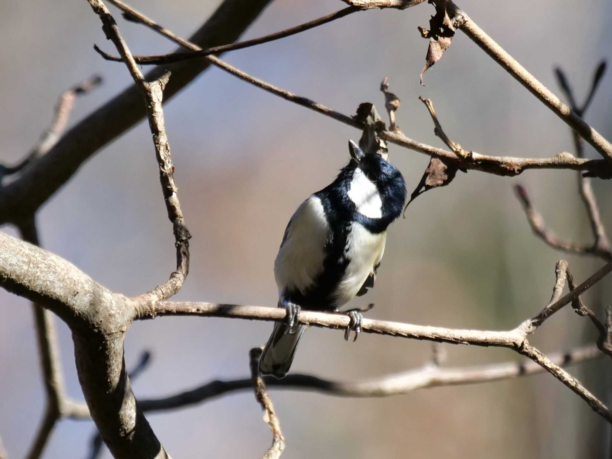 秩父 シジュウカラの写真 by little birds