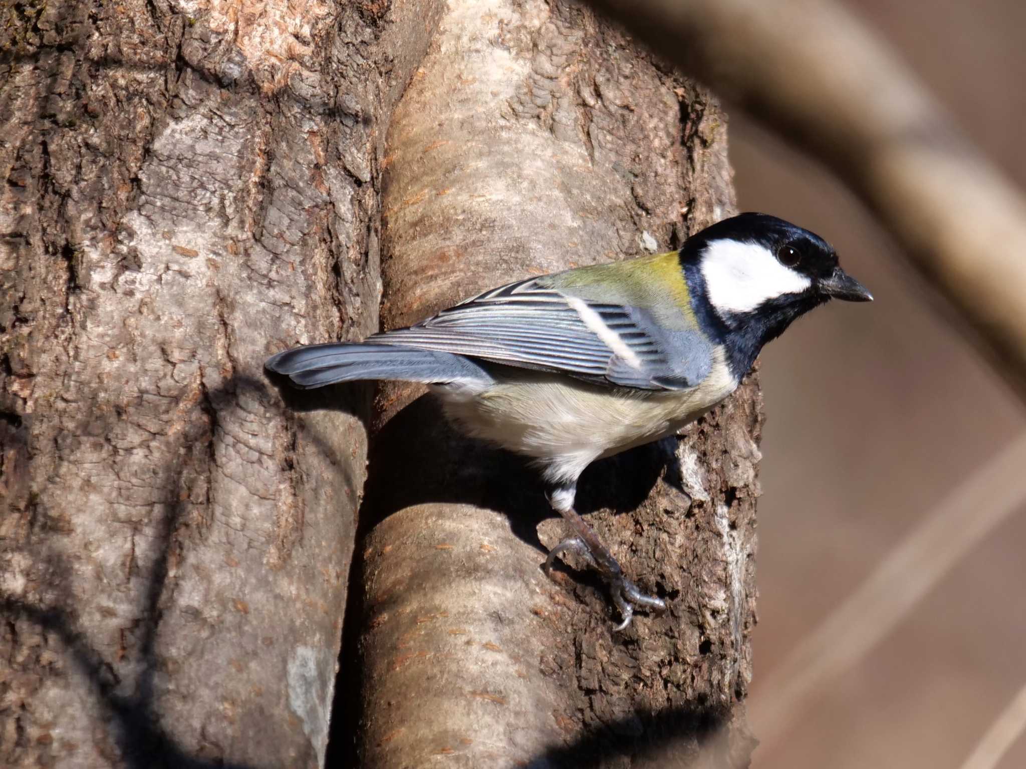 秩父 シジュウカラの写真 by little birds