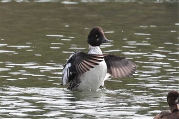 2022年12月3日(土) 東京港野鳥公園の野鳥観察記録