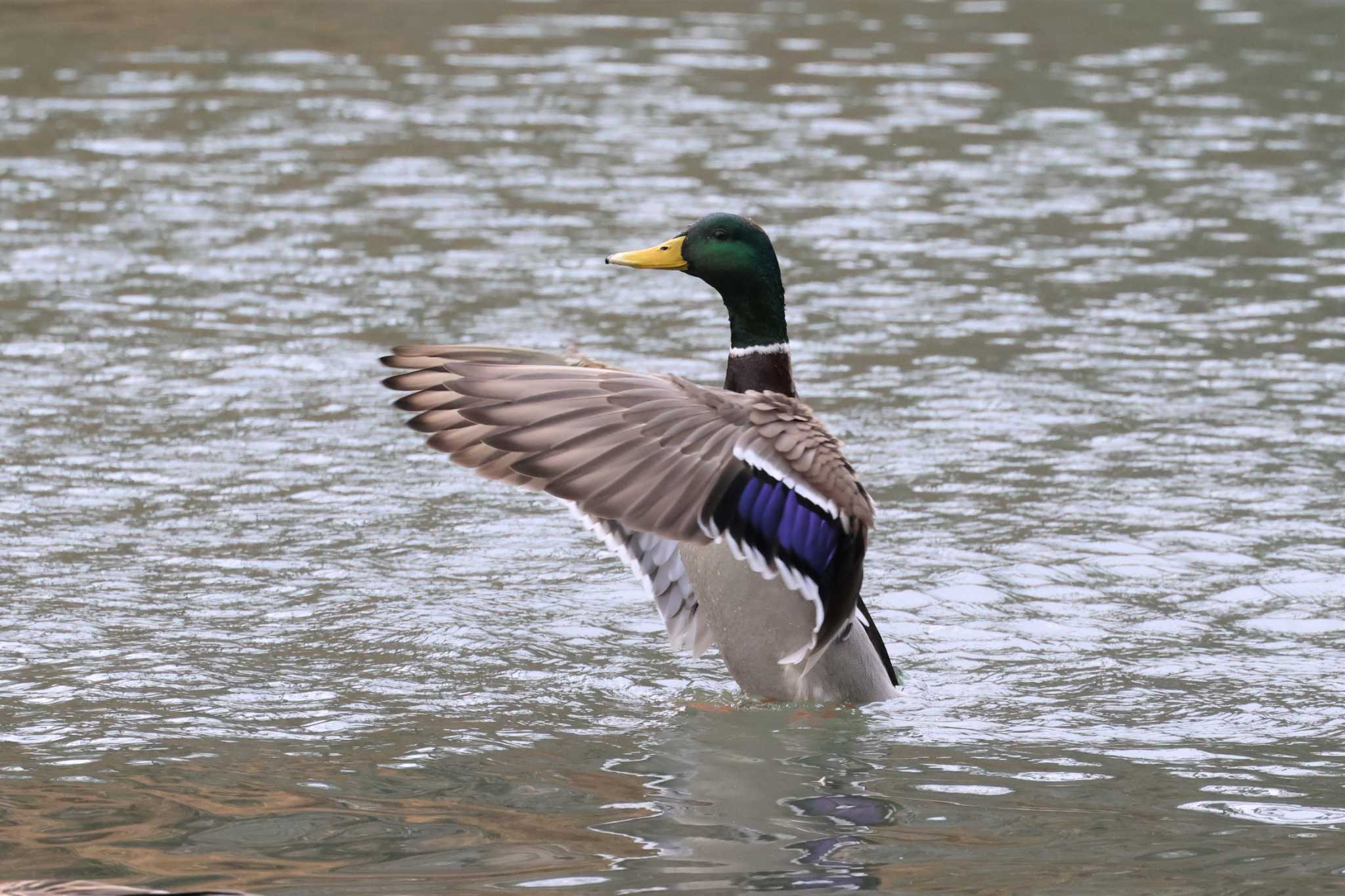 東京港野鳥公園 マガモの写真 by ぼぼぼ