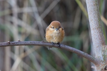 モズ 千里南公園 2022年12月3日(土)