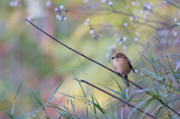 2022年12月3日(土) 千里南公園の野鳥観察記録