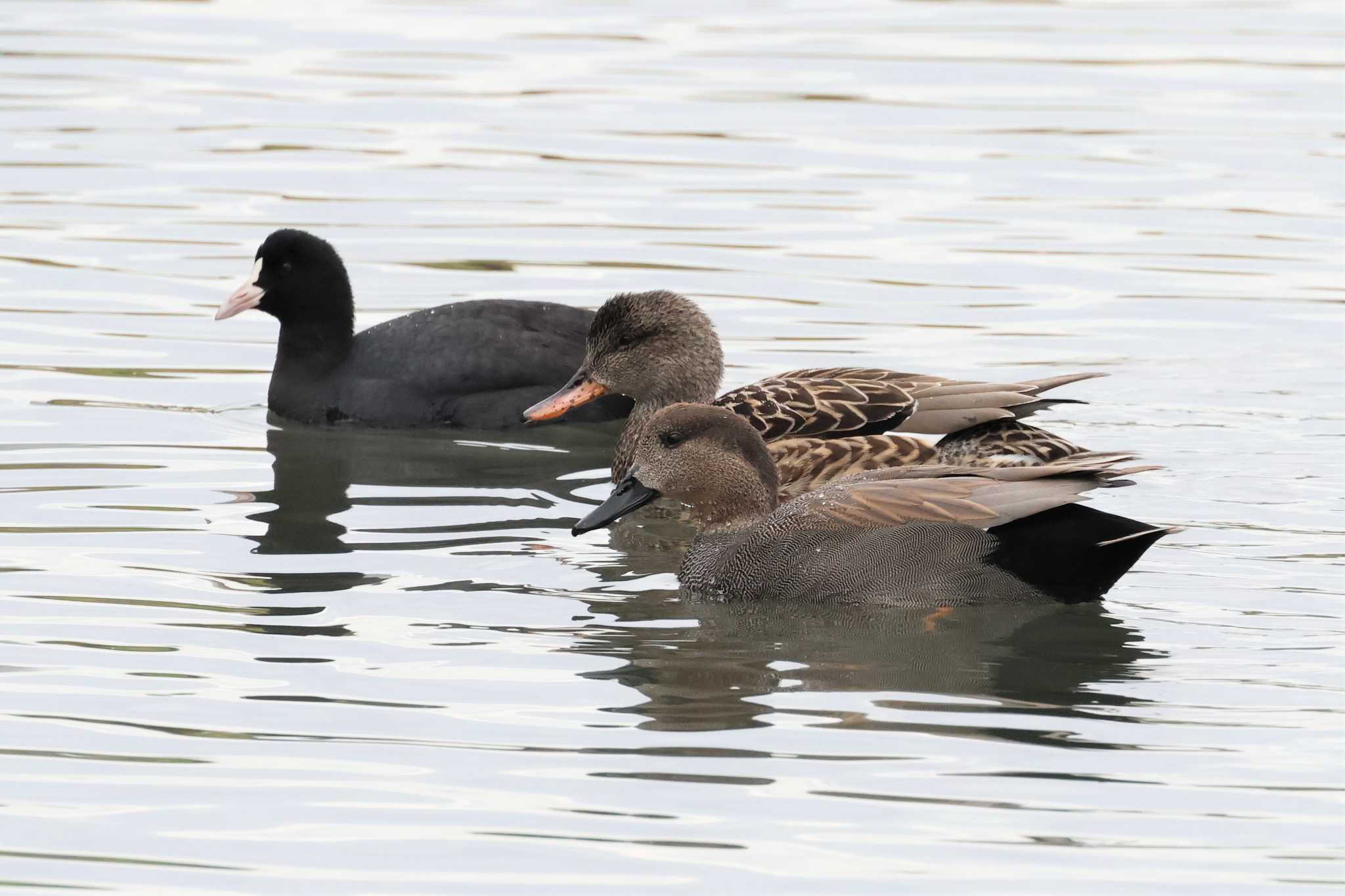 東京港野鳥公園 オカヨシガモの写真