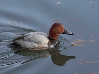 ホシハジロ 都立狭山公園 2022年11月18日(金)