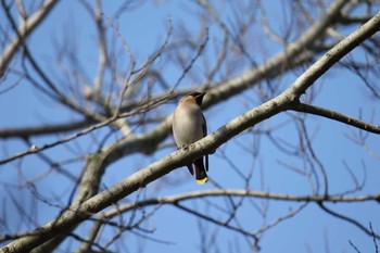 Bohemian Waxwing Asaba Biotope Sun, 3/4/2018