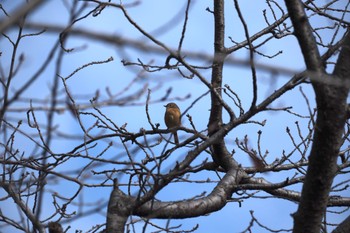 Daurian Redstart 縮景園 Sat, 12/3/2022