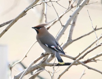 Bohemian Waxwing Asaba Biotope Sun, 3/4/2018