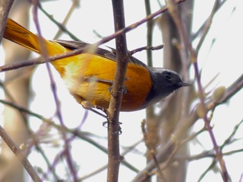 Fri, 12/2/2022 Birding report at 鶴ヶ島市運動公園