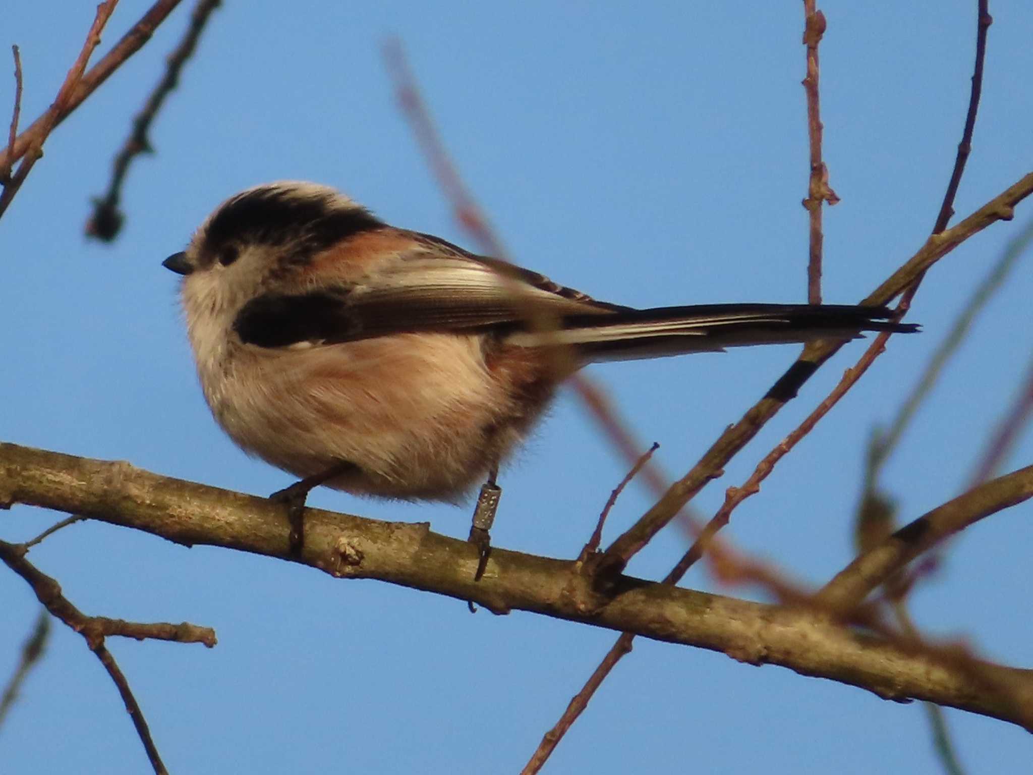 Long-tailed Tit