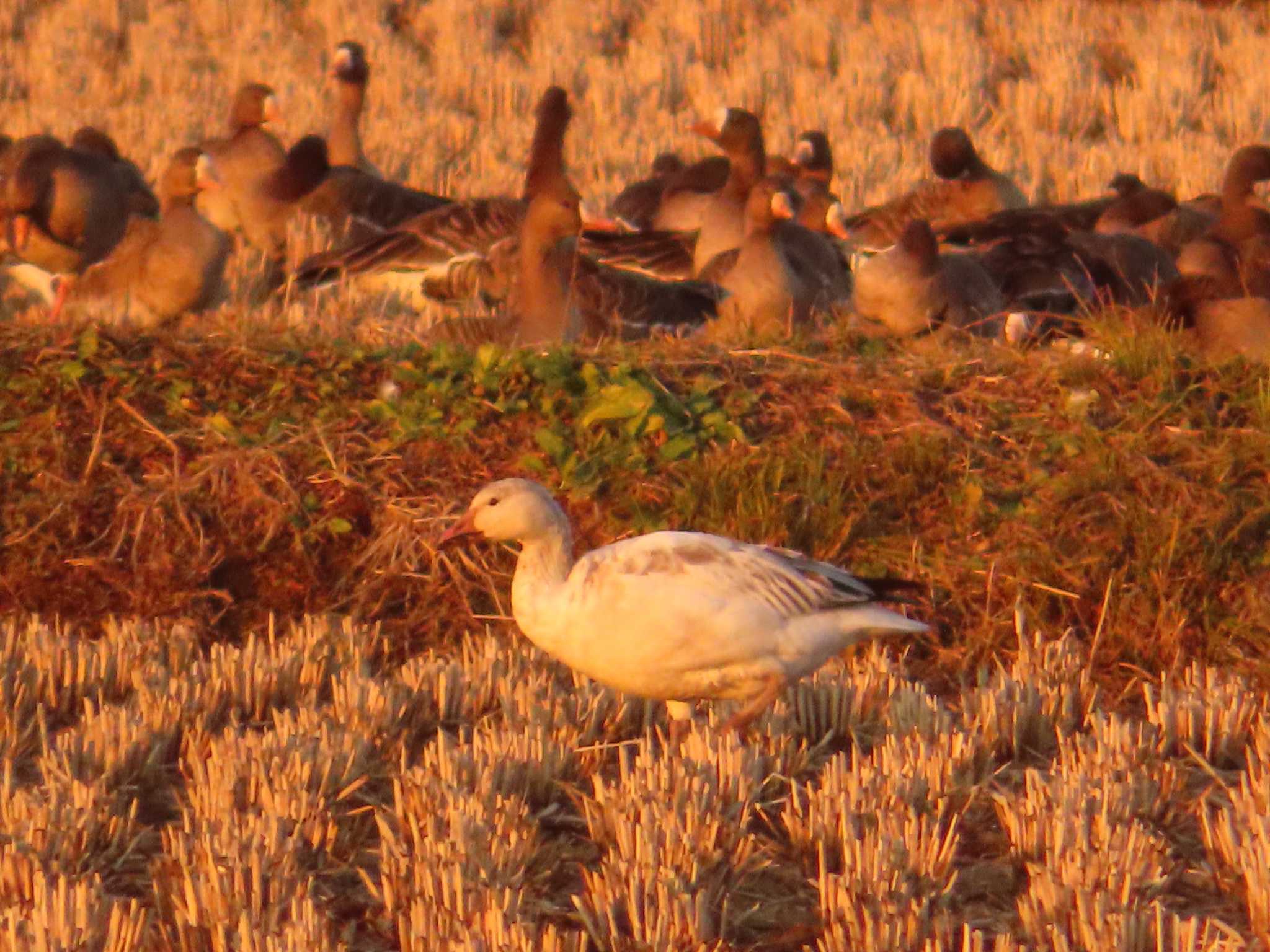 Photo of Snow Goose at Izunuma by ゆ