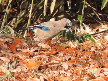 Eurasian Jay ひるがの高原(蛭ヶ野高原) Sat, 12/3/2022