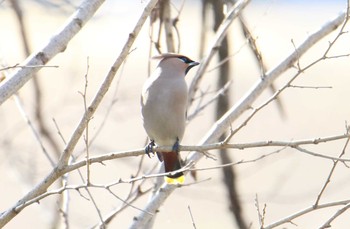 Bohemian Waxwing Asaba Biotope Sun, 3/4/2018