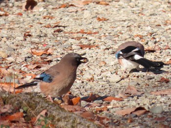 Eurasian Jay ひるがの高原(蛭ヶ野高原) Sat, 12/3/2022