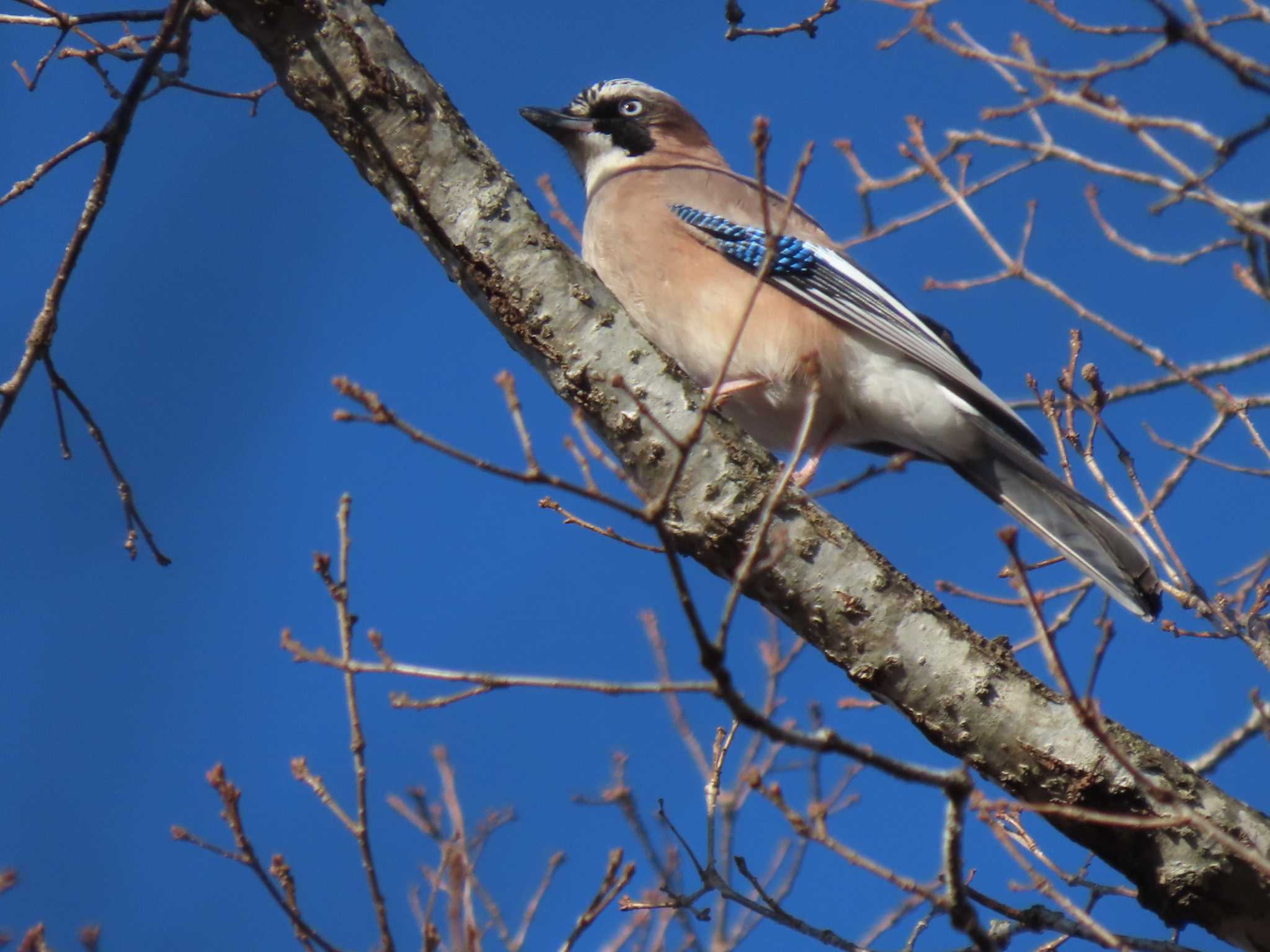 Eurasian Jay