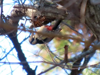 Great Spotted Woodpecker ひるがの高原(蛭ヶ野高原) Sat, 12/3/2022