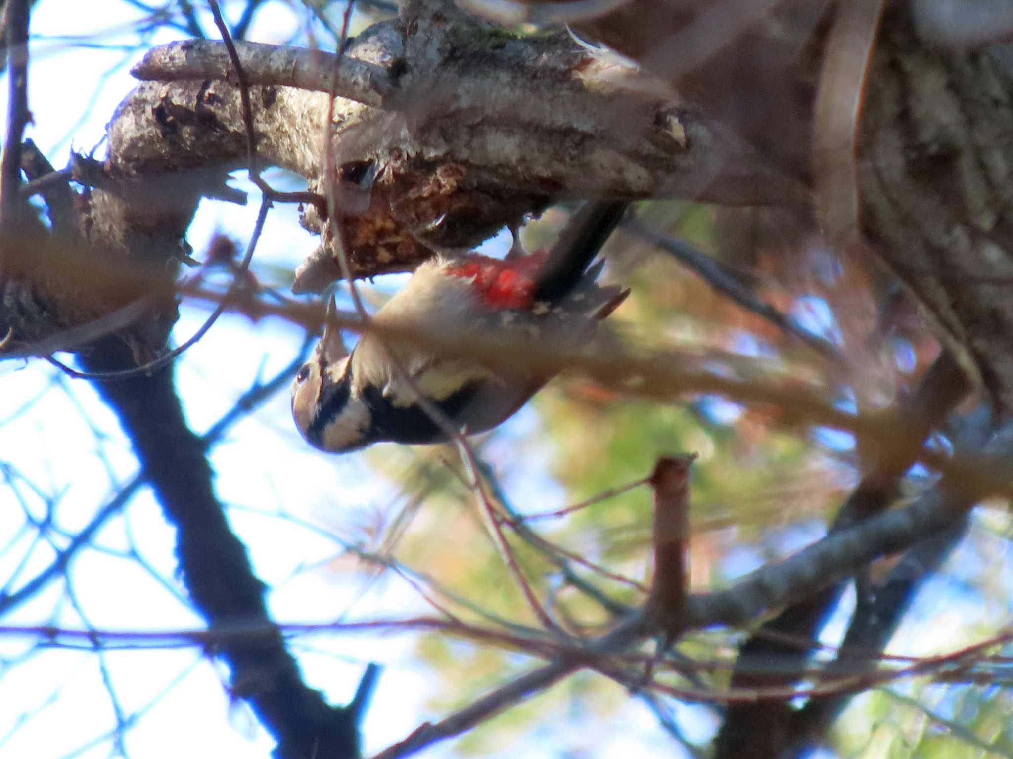 Great Spotted Woodpecker