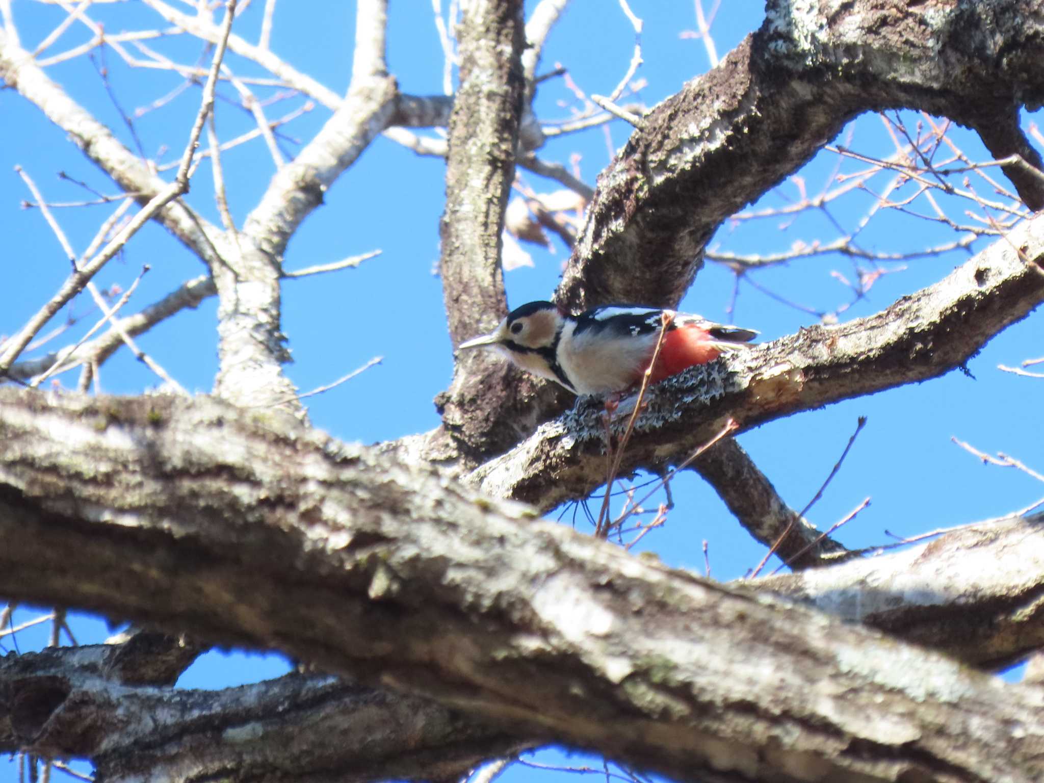 Great Spotted Woodpecker